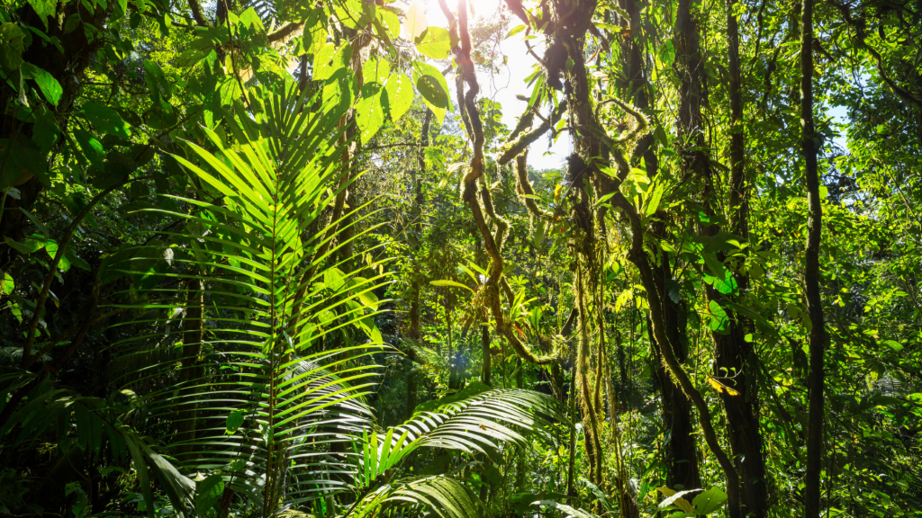 Costa Rica's Green Season at Tulemar Resort Save 30%!