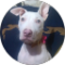 Aracelly Torres Avatar